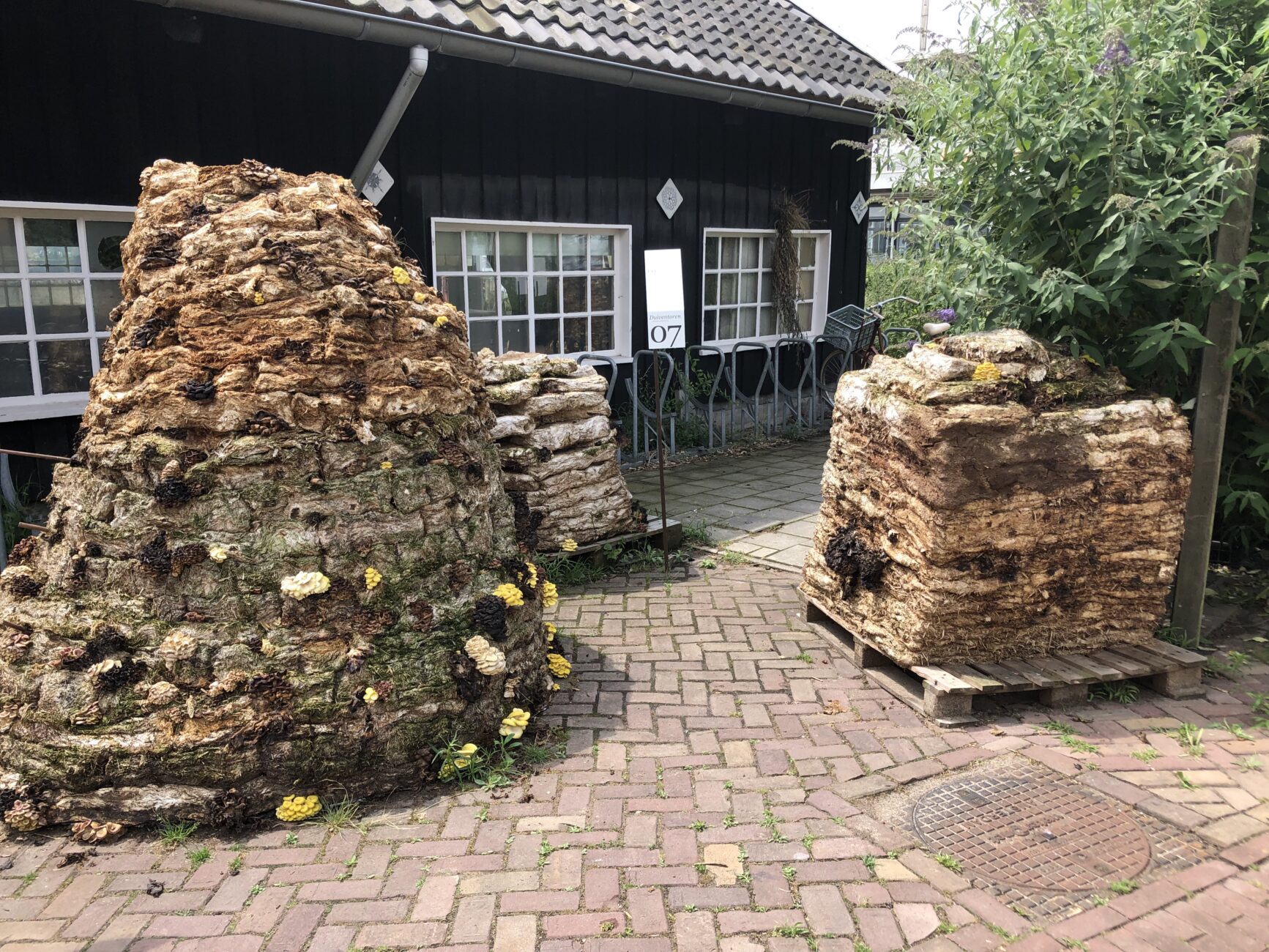 Haufen mit Pilzen dran