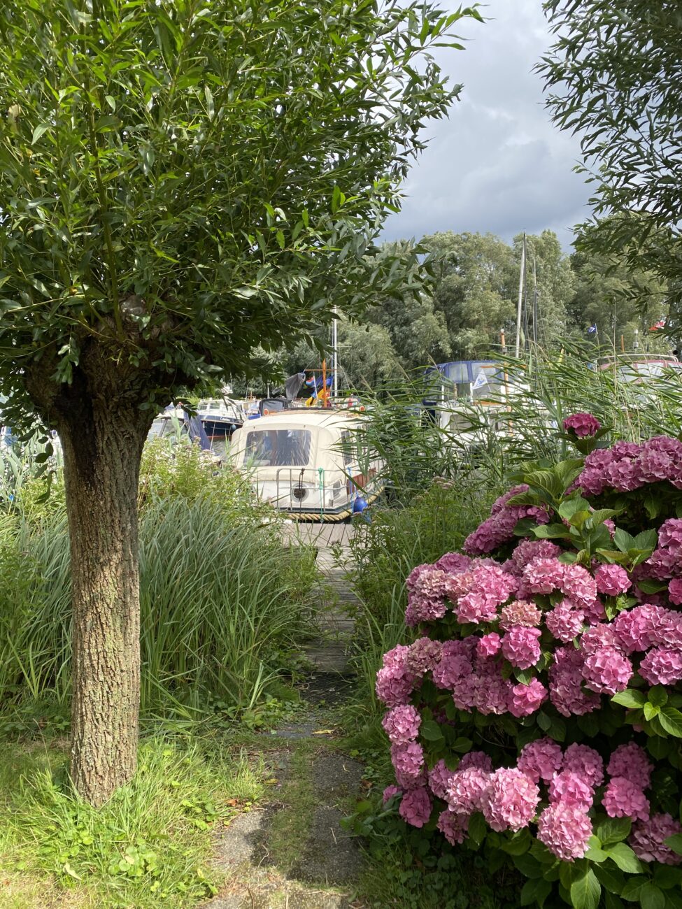 Kopfweide und ros Hortensien dahinter Schiff